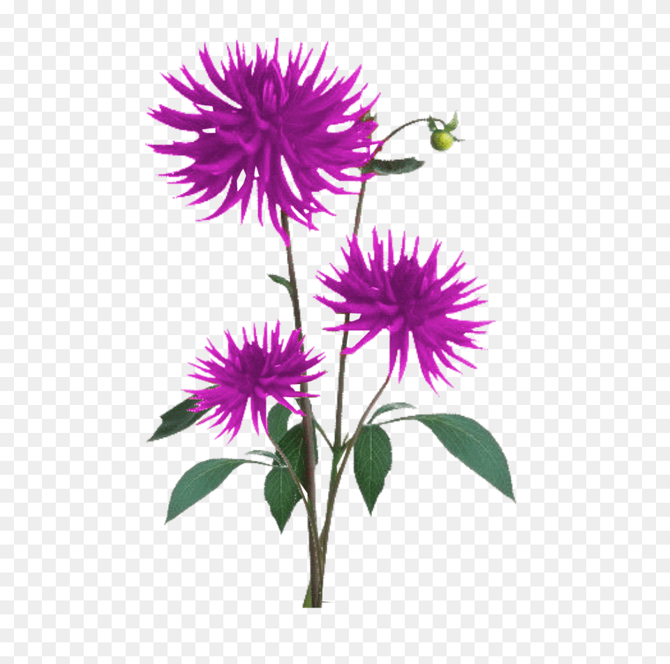 Script Library, Dahlia, Flower, Plant, Purple Png