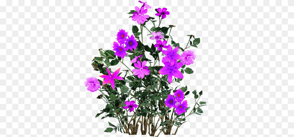 Script Library Flower, Geranium, Plant, Purple, Flower Arrangement Png
