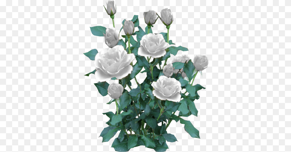 Script Library Transparent White Rose Bush, Flower, Plant, Flower Arrangement, Flower Bouquet Png Image