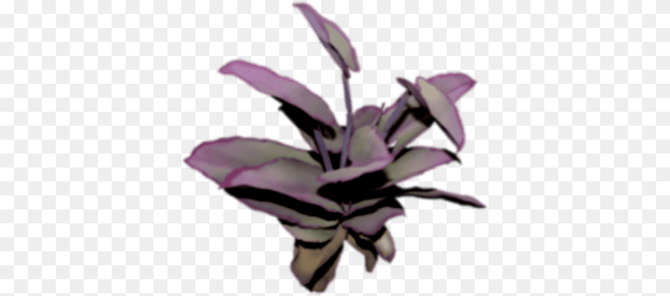 Scroll Down Iris, Flower, Petal, Plant, Purple Free Png