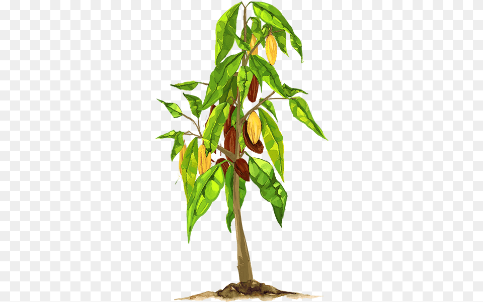 Scroll Fruit Tree, Cocoa, Dessert, Food, Leaf Png Image