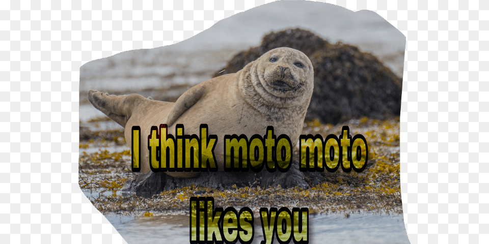 Scseal Seal Moto Freetoedit Animal Prompts, Bear, Mammal, Wildlife, Sea Life Free Transparent Png
