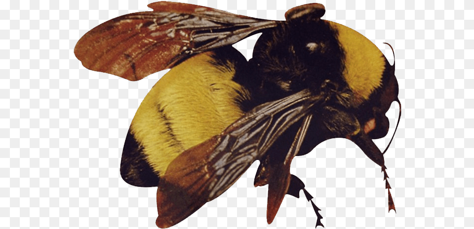 Scum Fuck Flower Boy Bee, Animal, Apidae, Bumblebee, Insect Free Png