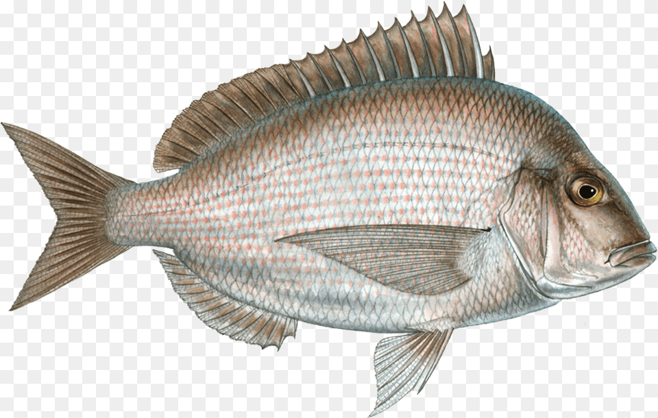 Scup, Animal, Fish, Sea Life Png Image