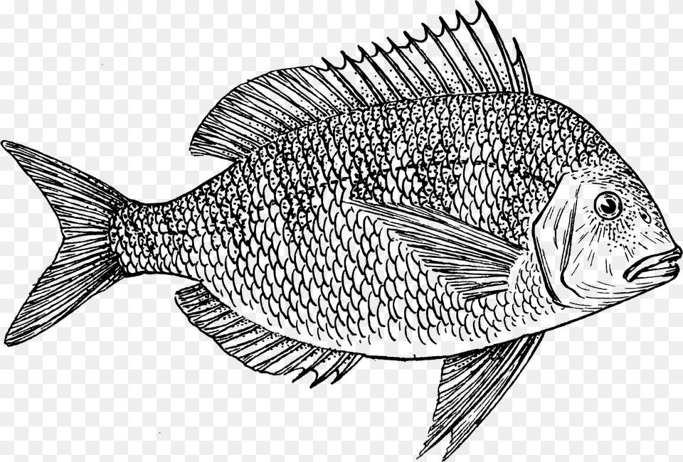 Scup Porgy Fishing Cod Clip Art, Gray Free Png Download