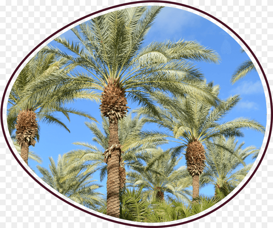 Sd Howwefarm Photo Date Palm, Palm Tree, Photography, Plant, Summer Png Image