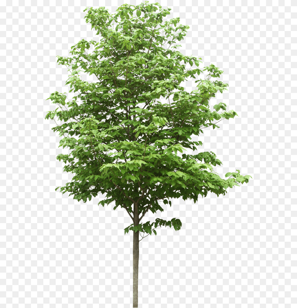 Sdn Trees Scientific Resources Bhd File Hd Clipart Tree, Maple, Plant, Leaf, Oak Png Image