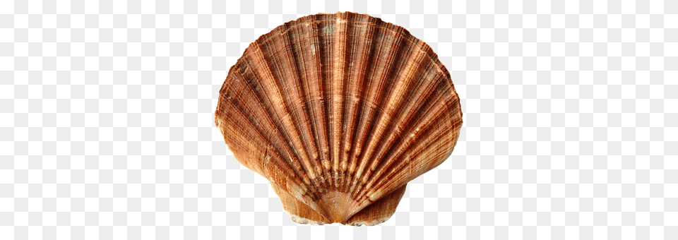 Sea Animal, Clam, Food, Invertebrate Png