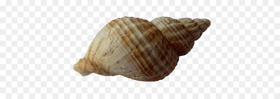 Sea Animal, Invertebrate, Sea Life, Seashell Png