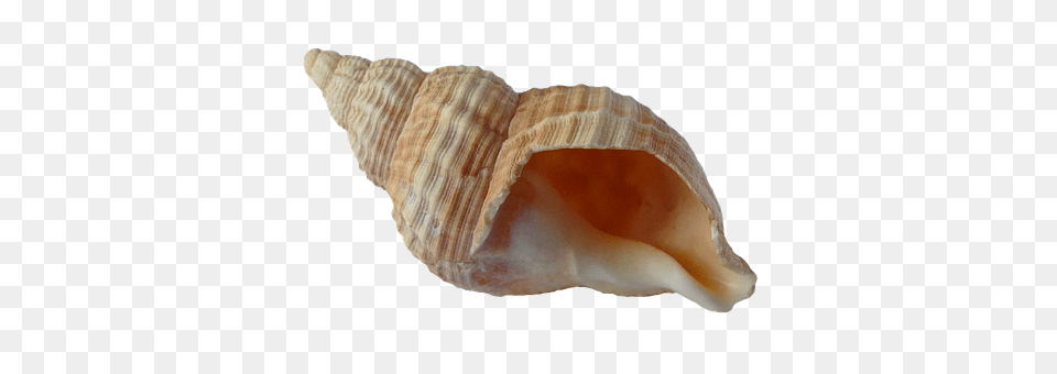 Sea Animal, Invertebrate, Sea Life, Seashell Png