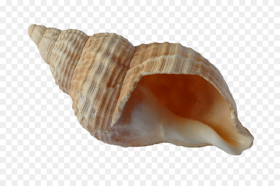 Sea Animal, Invertebrate, Sea Life, Seashell Png