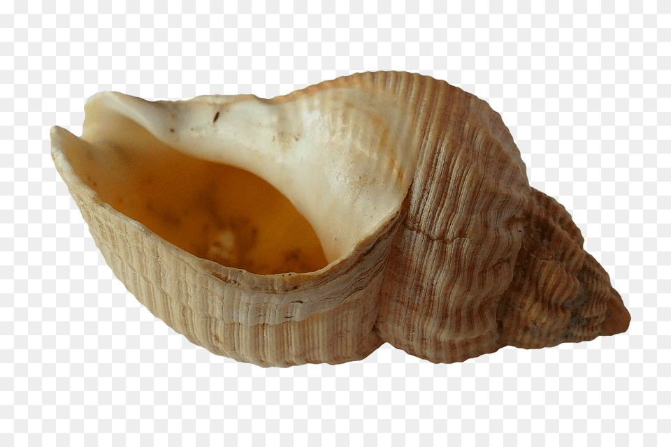 Sea Animal, Invertebrate, Sea Life, Seashell Png Image