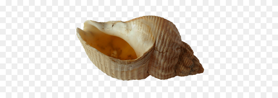 Sea Animal, Invertebrate, Sea Life, Seashell Free Png Download