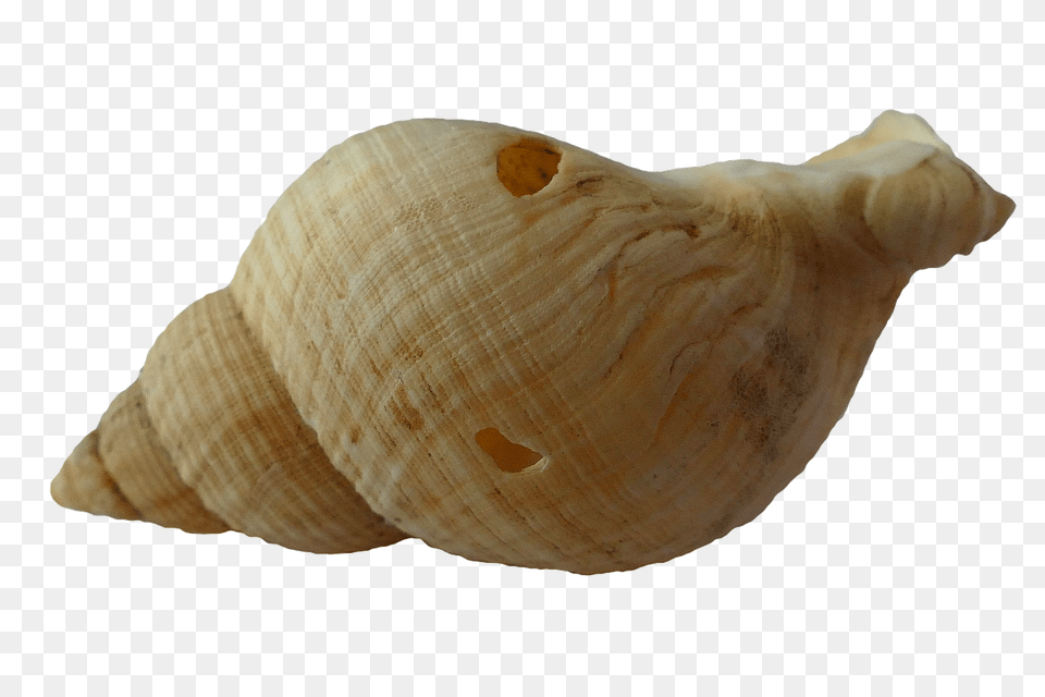 Sea Animal, Invertebrate, Sea Life, Seashell Free Transparent Png