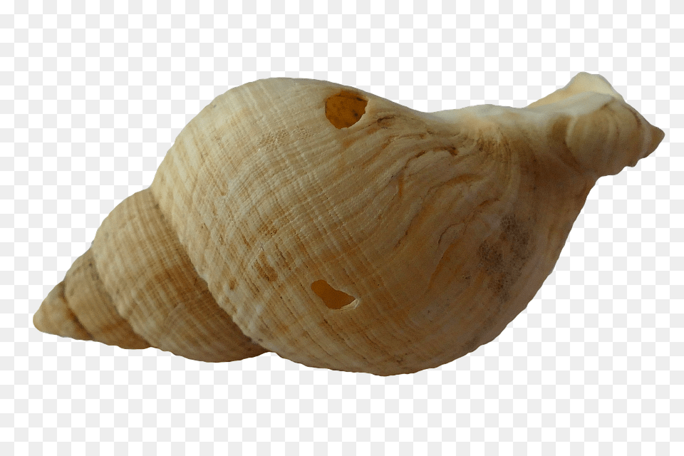 Sea Animal, Invertebrate, Sea Life, Seashell Png