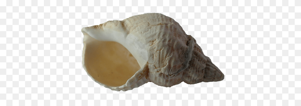 Sea Animal, Invertebrate, Sea Life, Seashell Free Png Download