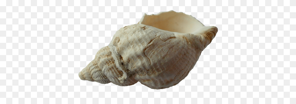 Sea Animal, Invertebrate, Sea Life, Seashell Free Png Download