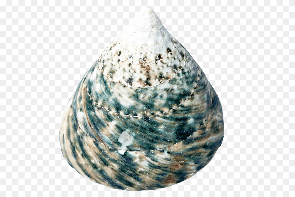 Sea Animal, Clam, Food, Invertebrate Png