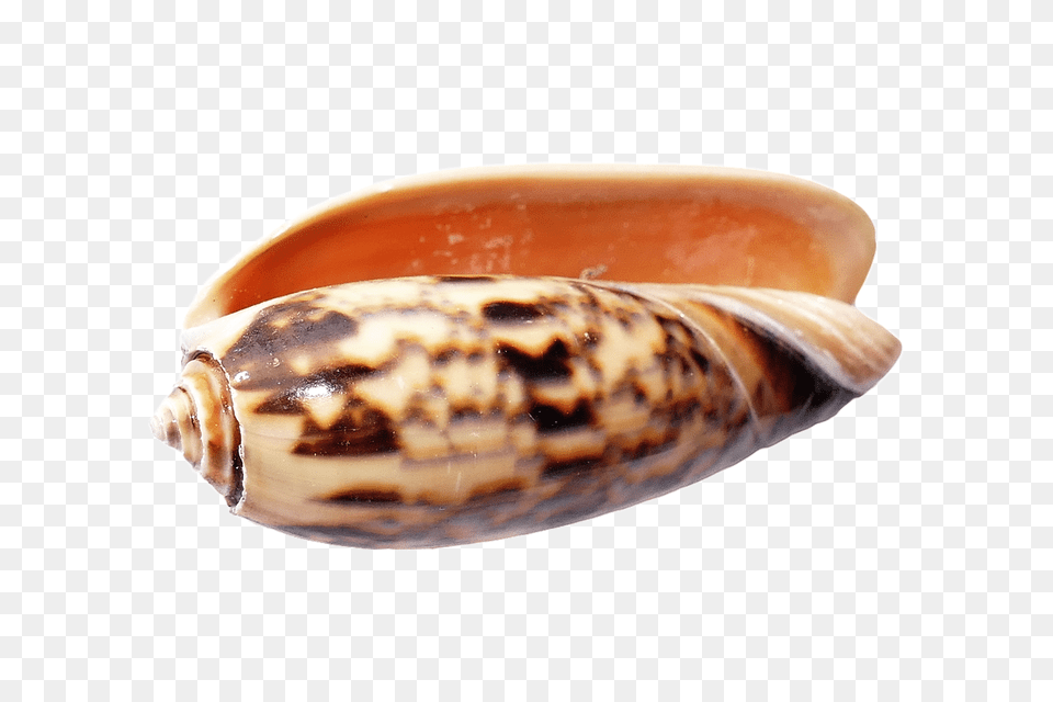 Sea Animal, Invertebrate, Sea Life, Seashell Png