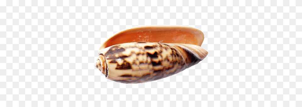 Sea Animal, Clam, Food, Invertebrate Free Png Download