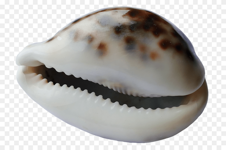 Sea Animal, Clam, Food, Invertebrate Png Image