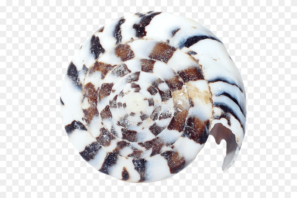 Sea Animal, Invertebrate, Sea Life, Seashell Free Transparent Png