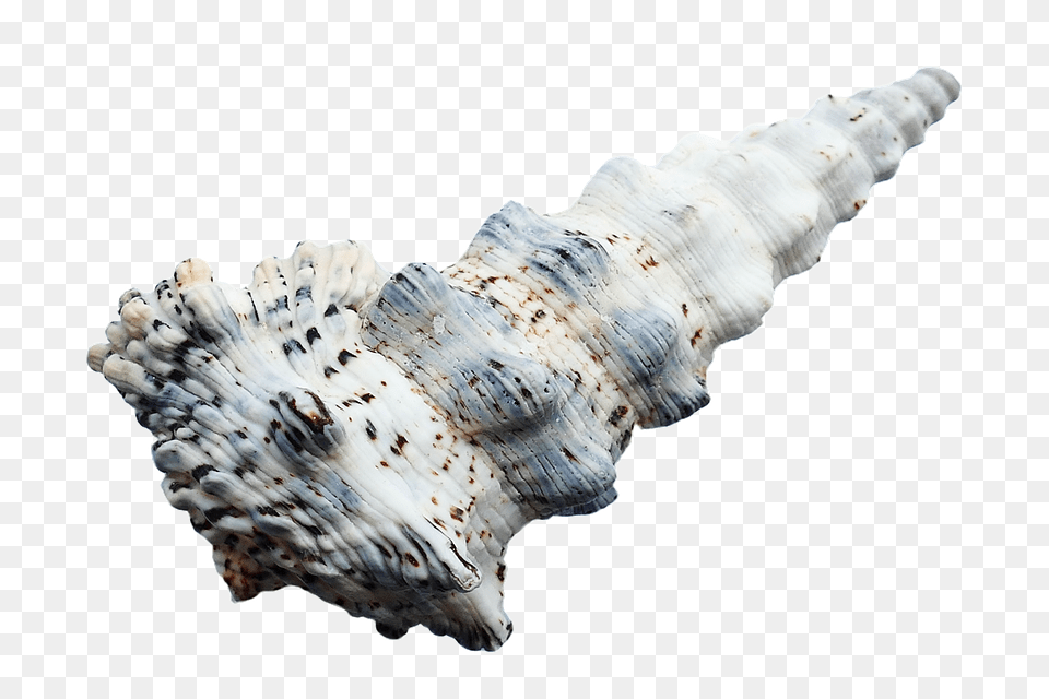 Sea Animal, Invertebrate, Sea Life, Seashell Png