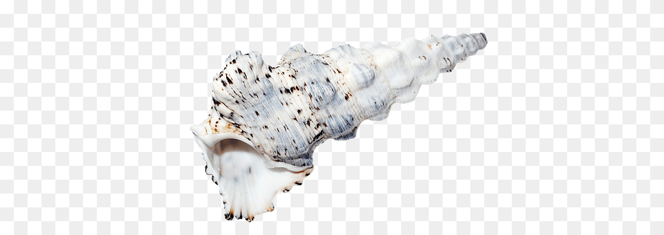 Sea Animal, Invertebrate, Sea Life, Seashell Free Png