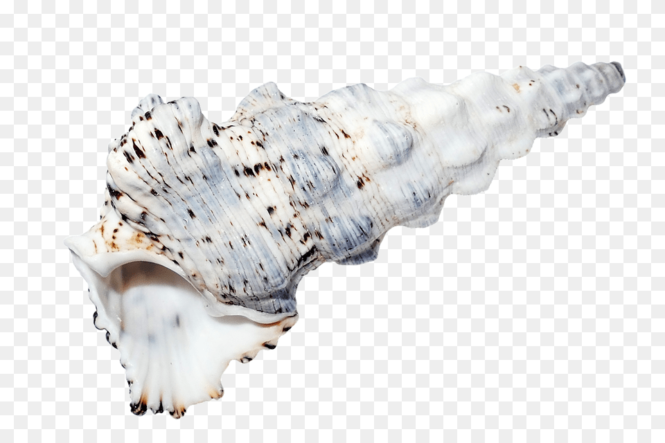 Sea Animal, Invertebrate, Sea Life, Seashell Free Transparent Png