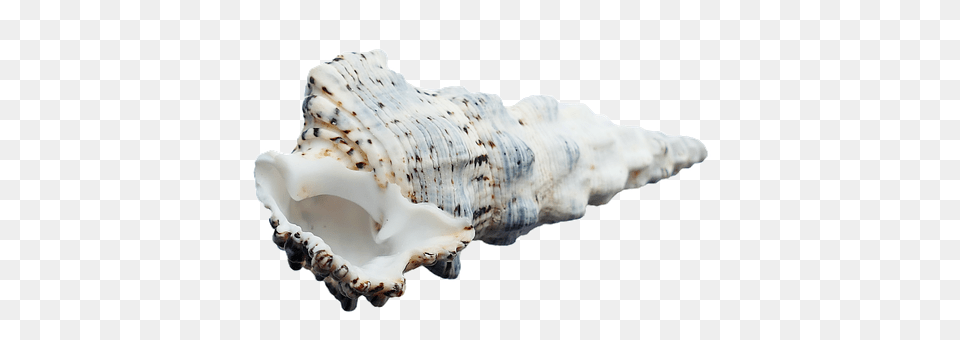 Sea Animal, Invertebrate, Sea Life, Seashell Free Png Download