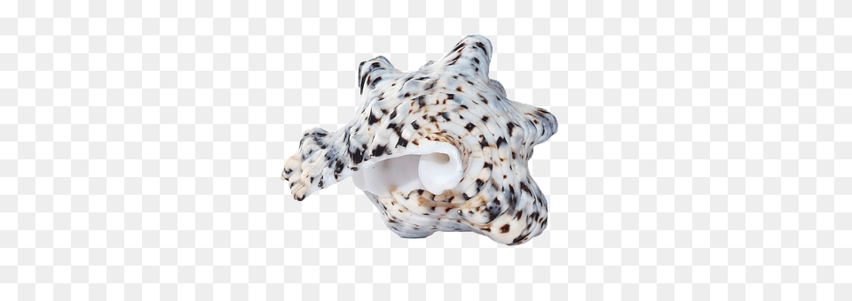 Sea Animal, Invertebrate, Sea Life, Seashell Free Png