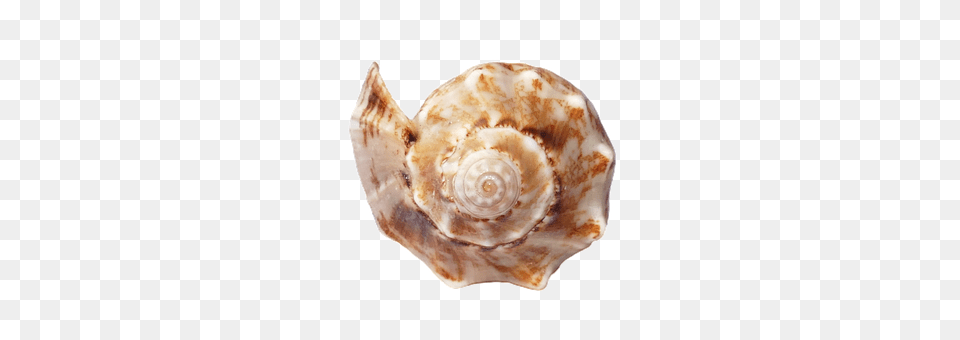 Sea Animal, Invertebrate, Sea Life, Seashell Free Png Download