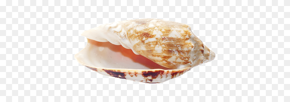 Sea Animal, Invertebrate, Sea Life, Seashell Png