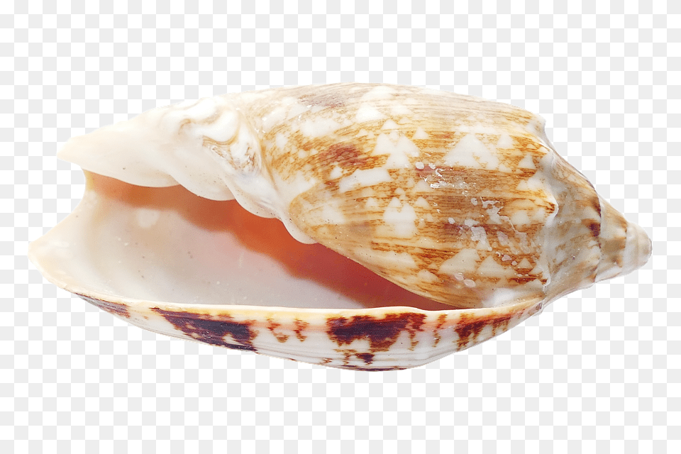 Sea Animal, Invertebrate, Sea Life, Seashell Free Transparent Png