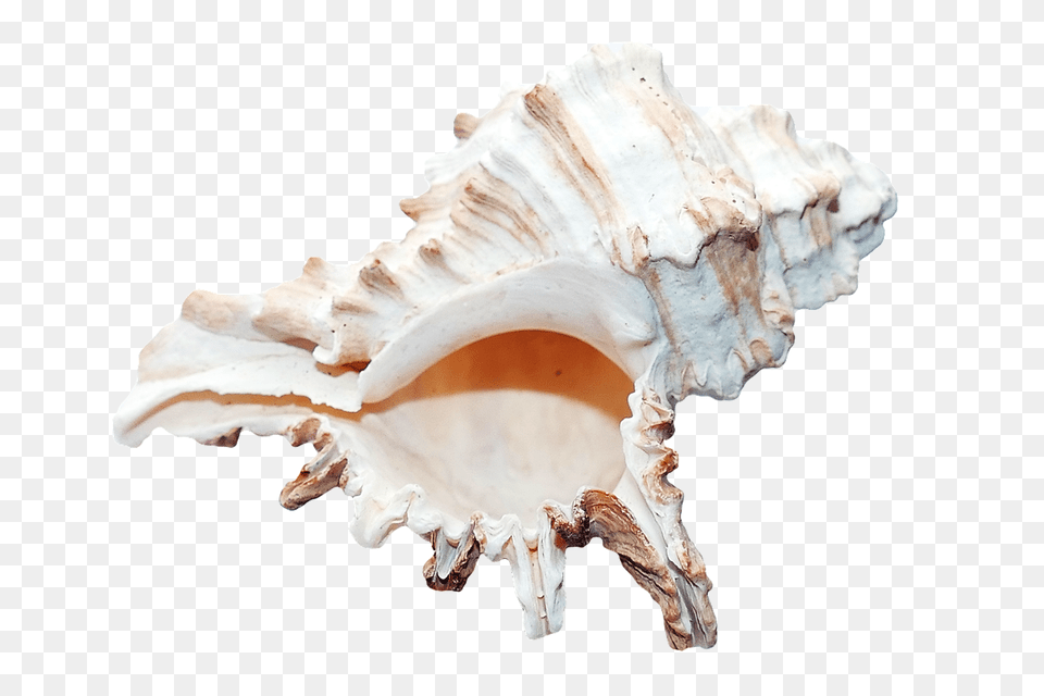 Sea Animal, Invertebrate, Sea Life, Seashell Png Image