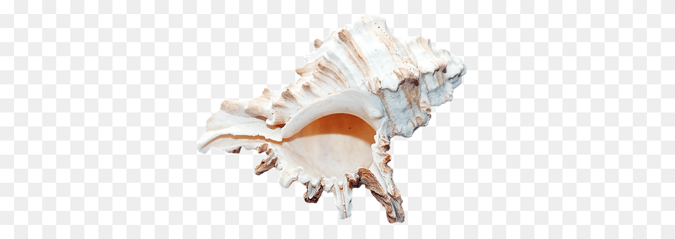 Sea Animal, Invertebrate, Sea Life, Seashell Png Image