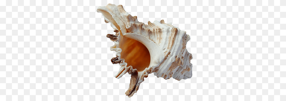 Sea Animal, Invertebrate, Sea Life, Seashell Free Transparent Png