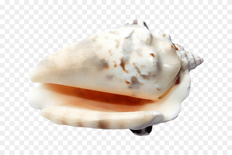 Sea Animal, Invertebrate, Sea Life, Seashell Free Png Download