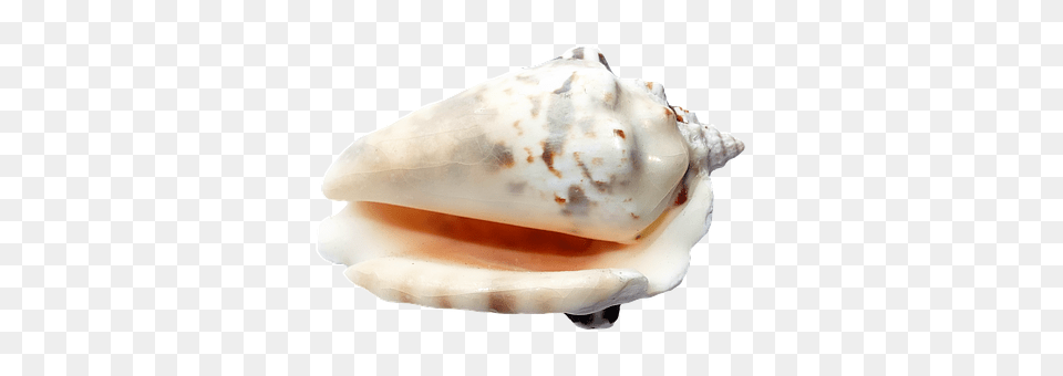 Sea Animal, Invertebrate, Sea Life, Seashell Free Png