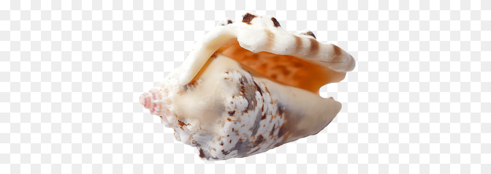 Sea Animal, Invertebrate, Sea Life, Seashell Png Image