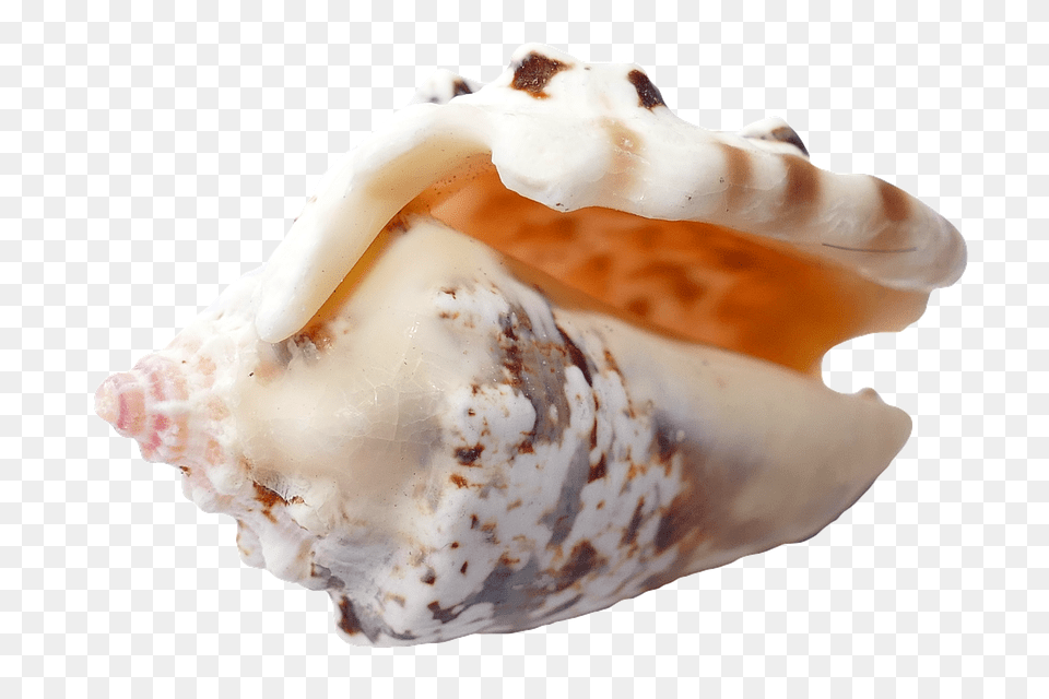 Sea Animal, Invertebrate, Sea Life, Seashell Png Image