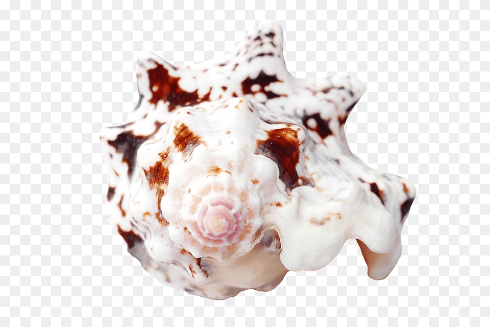 Sea Animal, Invertebrate, Sea Life, Seashell Png