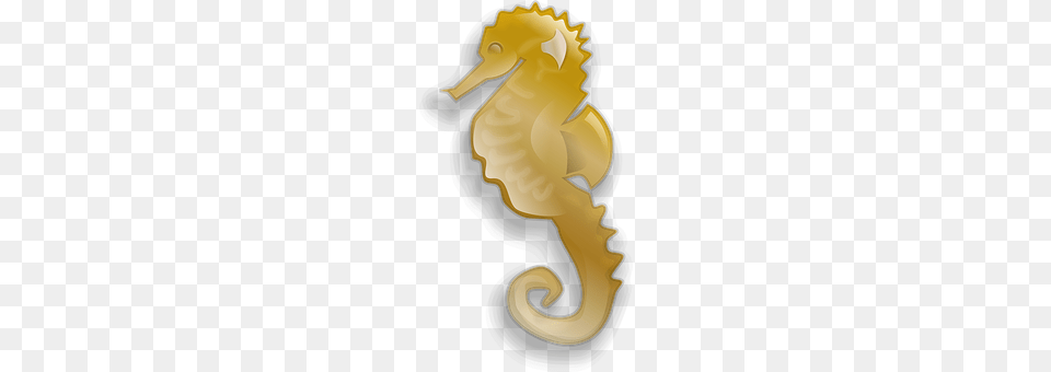 Sea Animal, Mammal, Sea Life, Seahorse Png