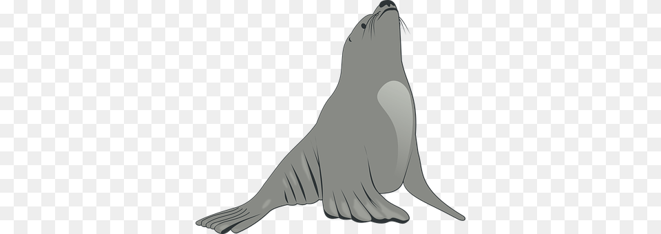 Sea Animal, Mammal, Sea Life, Sea Lion Png Image