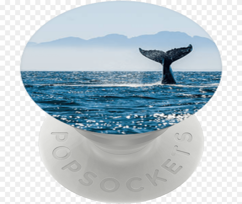 Sea, Animal, Mammal, Sea Life, Whale Png