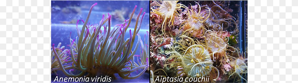 Sea Anemone, Animal, Sea Life, Sea Anemone, Invertebrate Free Png Download
