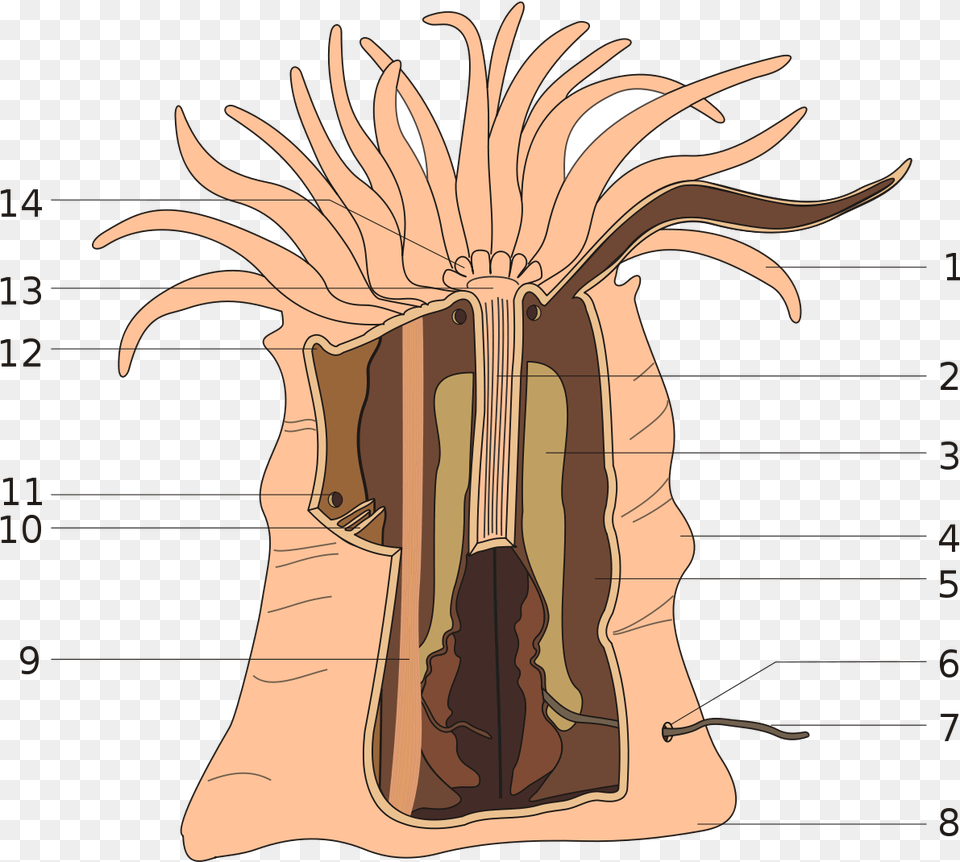 Sea Anemone Anatomy, Bag, Head, Person, Face Free Transparent Png