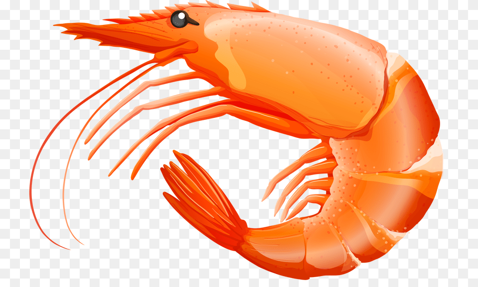 Sea Animal Sea Clip Art And Under The Sea, Food, Invertebrate, Sea Life, Seafood Free Transparent Png