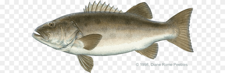 Sea Bass California, Animal, Fish, Sea Life, Perch Png