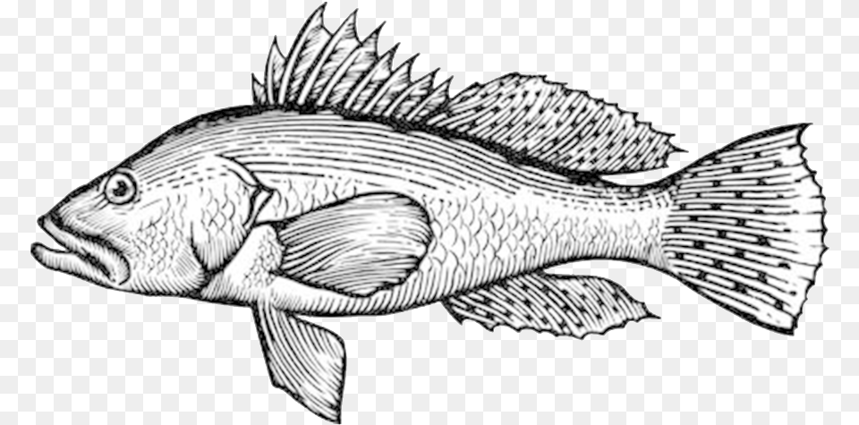 Sea Bass Clip Art, Animal, Fish, Sea Life, Perch Png Image